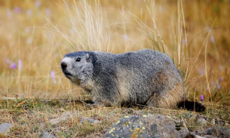 Groundhogs to blame for scattered human bones in Canadian cemetery