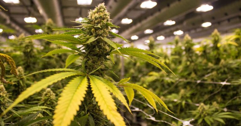 Cramer: Election Day had ‘market-moving implications’ for cannabis, sports betting and gig economy