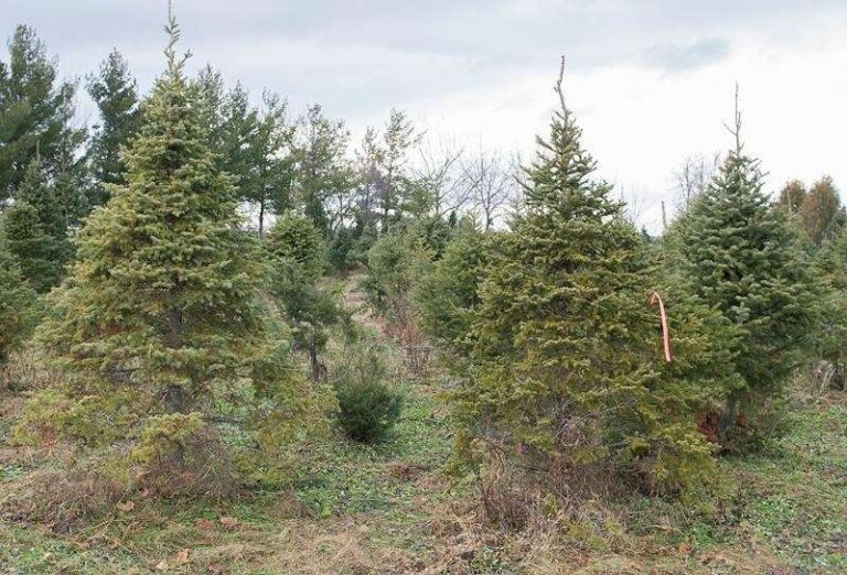 Montreal’s St-Laurent Boulevard hit by Christmas tree-stealing ‘Grinch’
