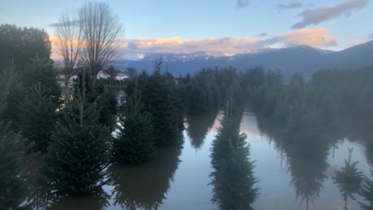 Christmas tree shortage expected in wake of B.C. flooding