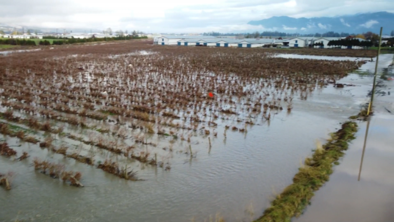 Second surge from Nooksack River impacts some B.C. farms, businesses along the border