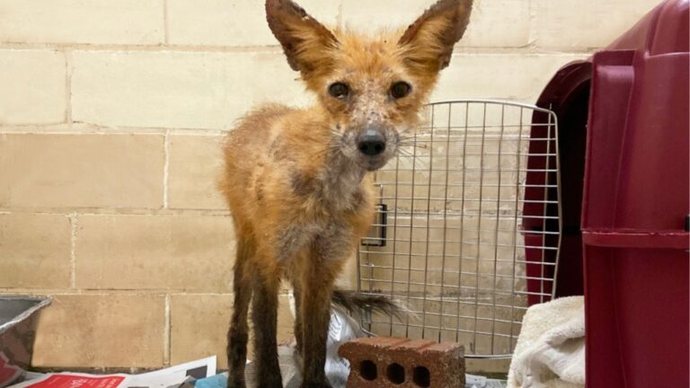 Red fox suffering from mange rescued by Toronto Wildlife Centre