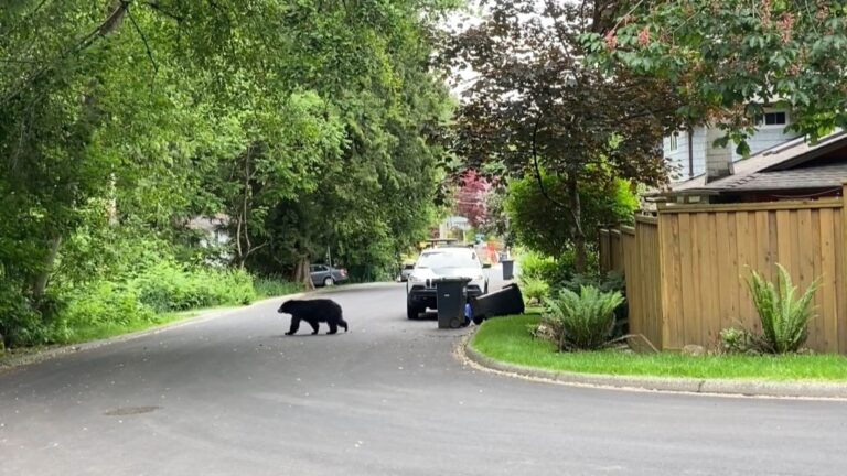 Bears tend wander into neighbourhoods this time of year. Here’s what you should know
