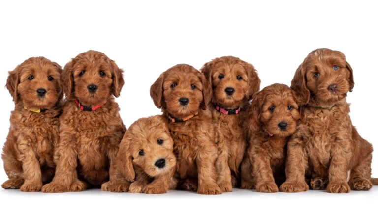 $2,000 for half a labradoodle: Dog-breeding contract dispute resolved by B.C. tribunal