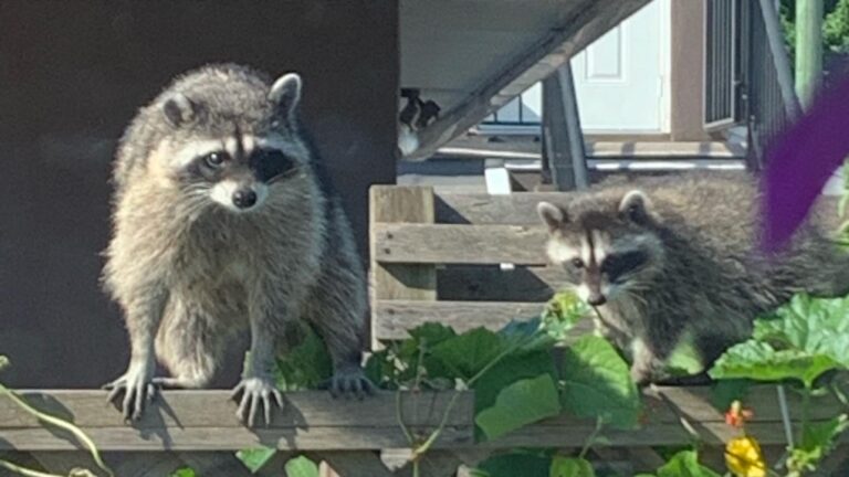 How smart are raccoons? A UBC study hopes to find out by running an experiment in your backyard