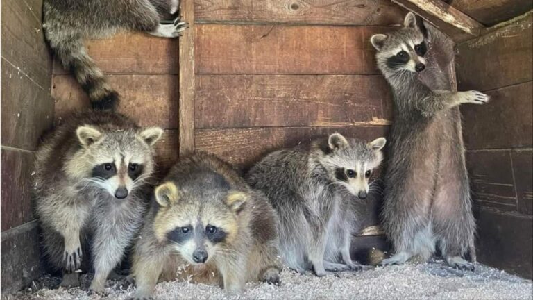 Raccoons were behind more than a dozen of Toronto’s power outages last year