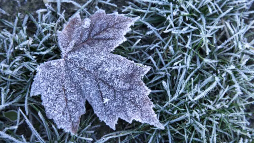 An undated image of a cold blue icy maple leaf with frosted grass in the background. (File photo/Jamie Farrant/GettyImages)